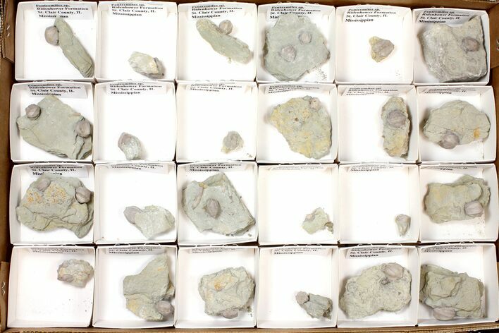Lot: Blastoid Fossils On Shale From Illinois - Pieces #134136